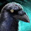 Raven-Blessed Visage