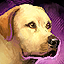 Mini Golden Labrador