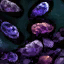 Shadowfruit Seeds