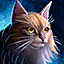 Mini-chat Garenhoff coon