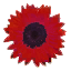 Crimson Sunflower