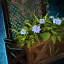 Lattice Planter with Blue Petunias