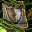 Jungle Magics: Shield Edition