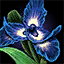 Ascalonian Royal Iris