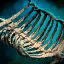 Primordial Leviathan Rib Cage: Curved