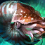 Chambered Nautilus