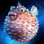 Pufferfish