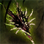 Zhaitan's Tail Skin